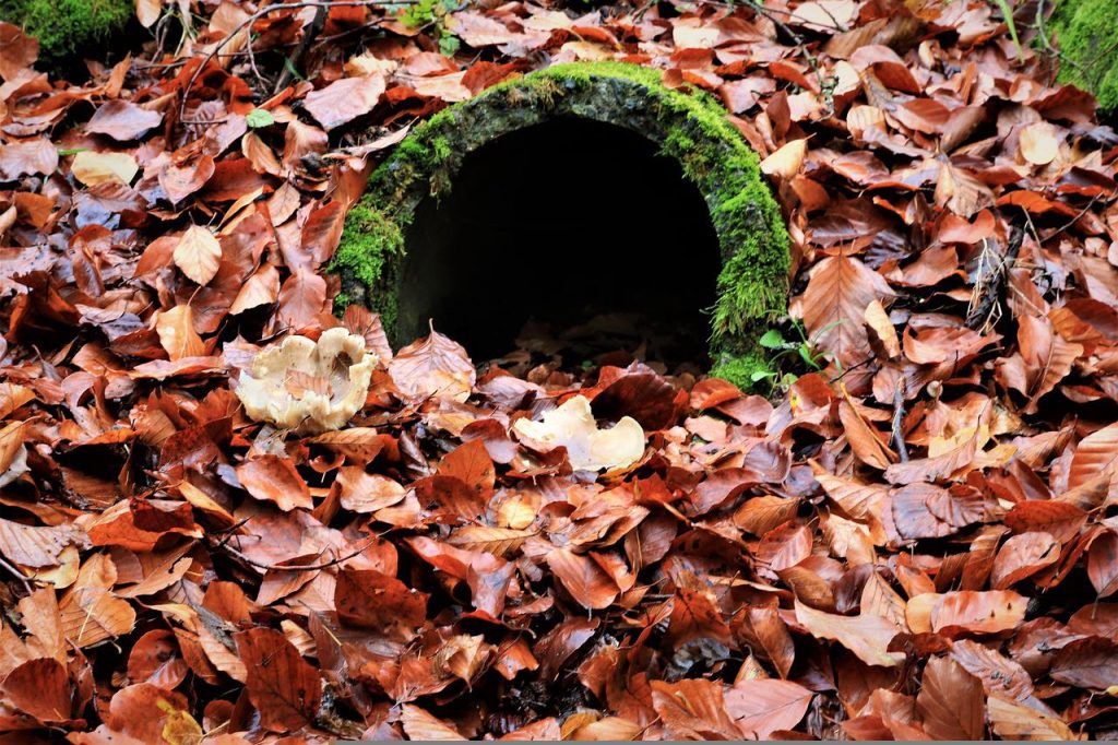 sewer pipe, foliage, autumn